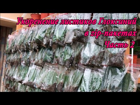 Видео: Укоренение листиков Глоксиний в zip-пакетах. Часть 2
