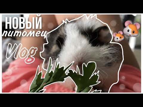 Видео: VLOG:Мой новый питомец|покупаю морскую свинку породы лункария|СВИНКИ с МОРЯ