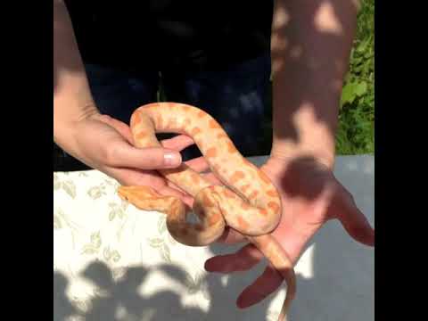Видео: Тигровый питон Альбино СВ2017