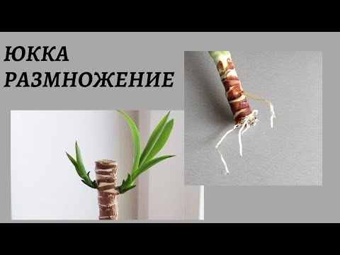 Видео: Юкка. Размножение. Верхушка дала корни. Часть 2.