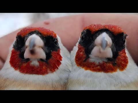 Видео: ЛОВЛЯ ЩЕГЛОВ👍🔥🔥 ПОПАЛИ ДВА БЕЛОБОРОДИКА👍🔥🔥 6.11.24.