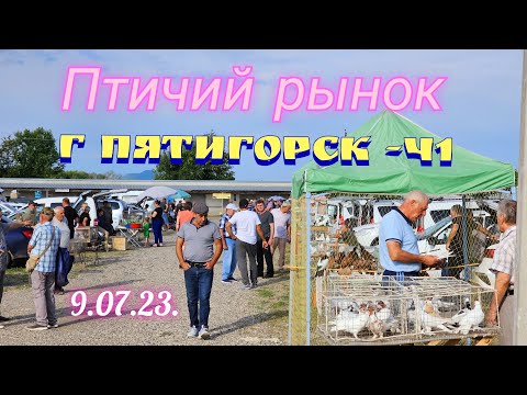 Видео: Голуби цены Птичий рынок г Пятигорск - ч1