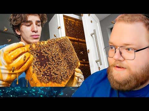 Видео: Выращиваю 10 000 пчёл (у себя дома) / РЕАКЦИЯ T2x2