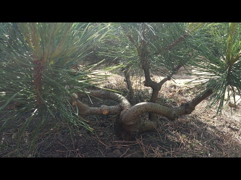 Видео: Ниваки из горной сосны, обрезка 2-го года