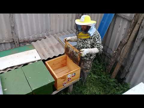 Видео: Сборные отводки по совету Кашковского В Г