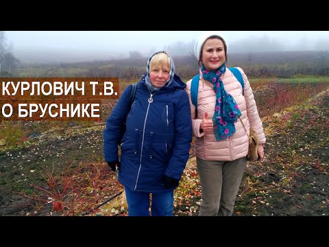 Видео: Выращивание брусники. Советы Татьяны Курлович Тульская ягода.