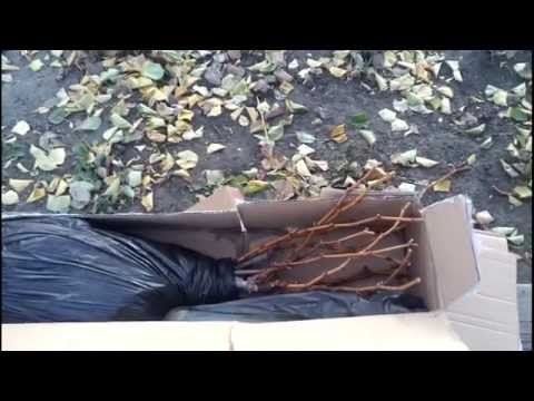 Видео: Саженцы винограда пришли по почте