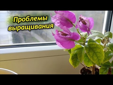 Видео: Бугенвиллия сбрасывает листья и прицветники? Почему и что делать.