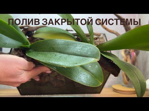 Видео: Как полить аквариум 7 л летом😮