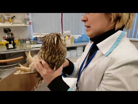 Видео: Ветеринарный осмотр ушастой совы с травмой крыла