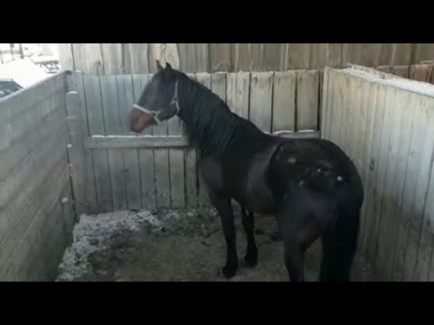 Видео: Обработка помещения для овец ▶ Едем забирать лошадь