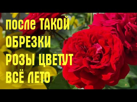 Видео: После ТАКОЙ обрезки РОЗЫ ЦВЕТУТ ВСЁ ЛЕТО. Как ПРАВИЛЬНО обрезать розы ЛЕТОМ после цветения