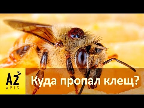 Видео: Почему в семьях нет #клеща #Варроа🤔: плакать или смеяться?