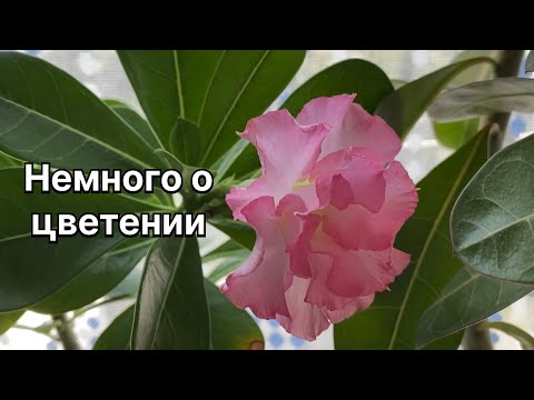 Видео: Адениумы. Кто цветет, а кто не хочет. Немного о цветении моих адениумов. 15 августа 2024 г.