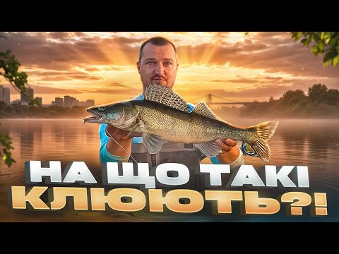 Видео: Неймовірний улов! Міні-роздача судаків в Києві на джиг!