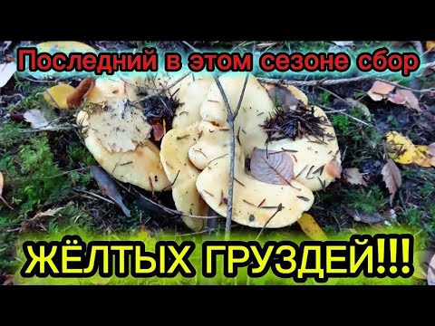 Видео: Последний в этом сезоне сбор ЖЁЛТЫХ ГРУЗДЕЙ.