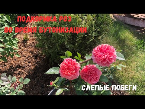Видео: Подкормка роз во время бутонизации. Обработка роз от болезней и вредителей. Слепые побеги.