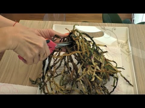 Видео: ОСТАВИТЬ ГНИЛЫЕ КОРНИ НА ОРХИДЕЕ ЭФФЕКТИВНЕЕ ЧЕМ ВСЕ ОТРЕЗАТЬ?!