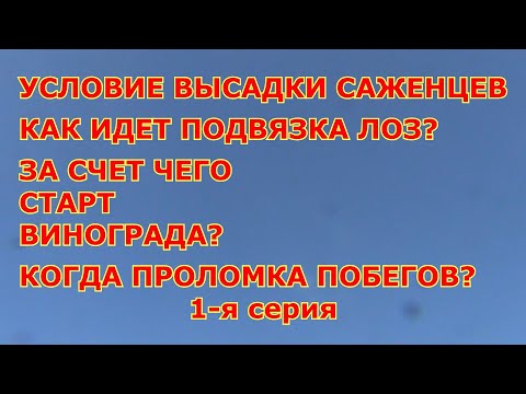 Видео: 1-я серия. Май. Условие высадки саженцев. Как подвязываю лозы. За счет чего  старт винограда.