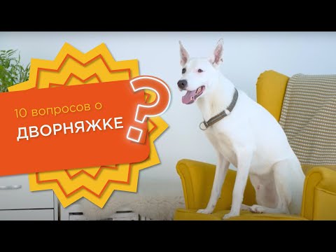 Видео: 10 вопросов о ДВОРНЯЖКЕ