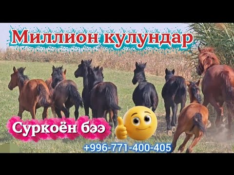 Видео: Суркоён бээ жана миллион кулундар