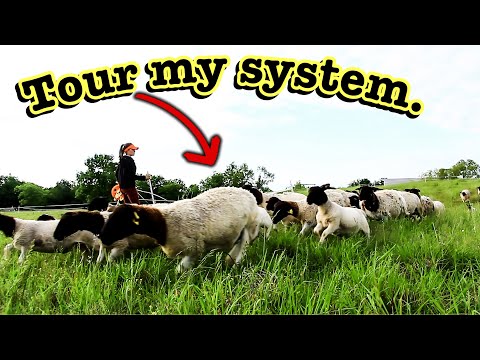 Видео: СИСТЕМА МЕЛКОМАСШТАБНОГО ВЫПАСА ОВЕЦ | Простая и удобная система на 23 акра