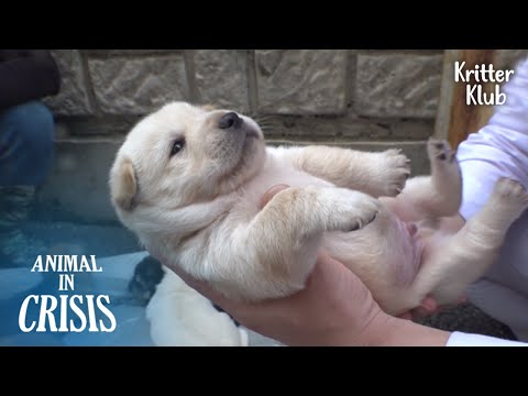 Видео: Причина, По Которой Собака Родила В Опасной Горе.. l Животное в кризисе Ep 337