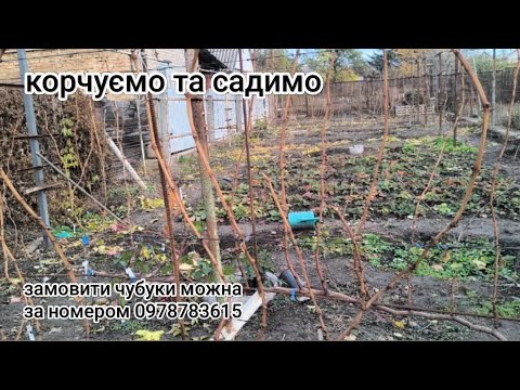 Видео: Корчую непотрібні і саджу те що подобається.