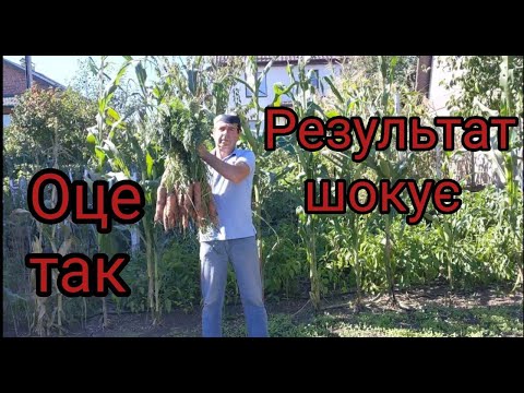 Видео: Тепер я знаю, який сорт моркви сіяти наступного року!