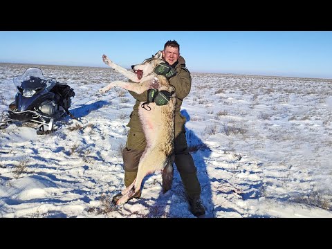 Видео: Вырезали всех сайгаков в округе ОХОТА на ВОЛКОВ!wolf hunting