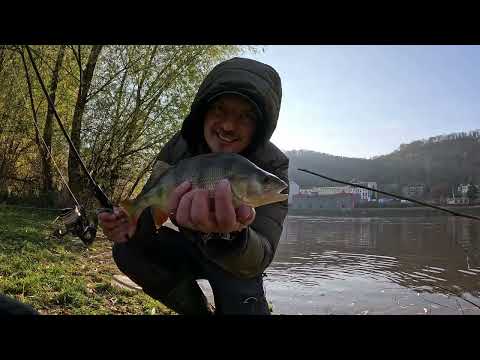 Видео: Окунь сошёл с ума! Отводной работает лучше всех!