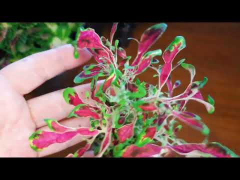 Видео: Колеусы к вашим услугам