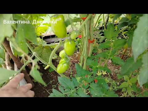 Видео: 411) 18.08.2025 В теплице все еще зеленое а на календаре уже почти осень. Хроника моего дня.