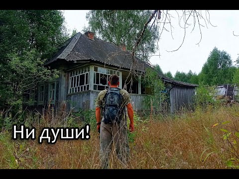 Видео: Заброшенная деревня БОЛКИНО, КУТУЕВКА, ГУНАЕВКА, АМПЛЕЕВКА. Вокруг лес и одно КЛАДБИЩЕ на всех.