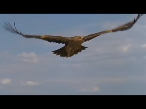 Видео: ВЕДА ПЕРУНА | ПЕСНЬ ПТИЦЫ ГАМАЮНЪ | Сатсанги Вълхва