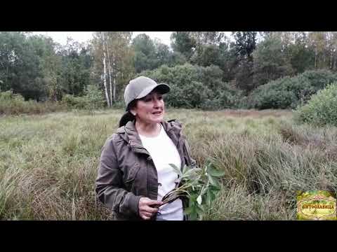 Видео: САБЕЛЬНИК БОЛОТНЫЙ, часть #3