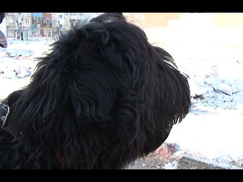 Видео: Домашний зоопарк: Чёрный терьер