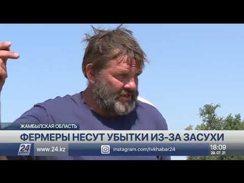 Видео: Поля засыхают без воды в Кордайском районе