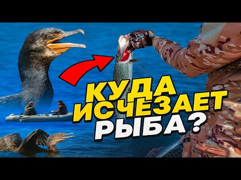 Видео: ГДЕ ВСЯ РЫБА? Бакланы или Рыбаки выловили.