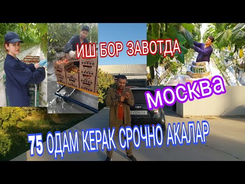 Видео: ИШ БОР ЗАВОТДА КИЗ БОЛАР УГИЛ БОЛАР КЕРАК ОВКАТИ БОР ЙАТАХАНАСИ БОР 