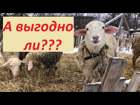 Видео: Невыгодное овцеводство с чего начать?