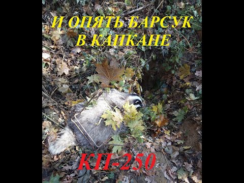 Видео: ОХОТА НА БАРСУКА 2020 (часть2)