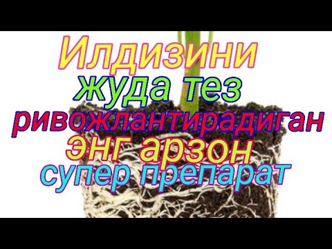 Видео: Усимлик илдизини тез ривожлантириш учун ишлатиладиган энг арзон супер препарат