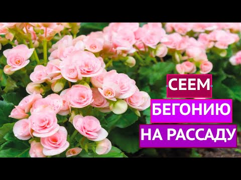 Видео: ЛУЧШИЕ СПОСОБЫ ПОСЕВА БЕГОНИИ! ВСХОЖЕСТЬ ГАРАНТИРОВАНА!