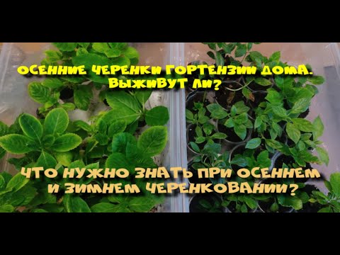 Видео: ЧЕРЕНКИ ГОРТЕНЗИИ ЗИМОЙ ДОМА. ВЫЖИВУТ ИЛИ НЕТ? ЧТО ВАЖНО ЗНАТЬ?