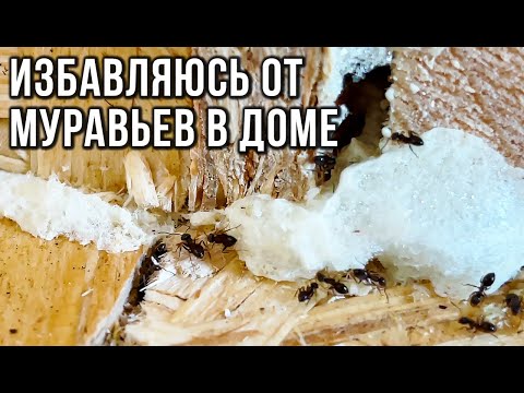 Видео: КАК ИЗБАВИТЬСЯ ОТ МУРАВЬЕВ В ДОМЕ. Борьба с муравьями