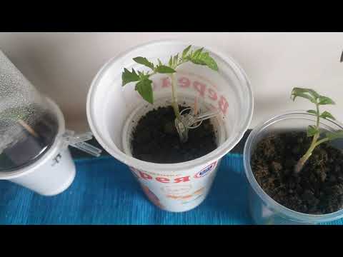 Видео: 4 правила при ашладисване на домати на разцеп