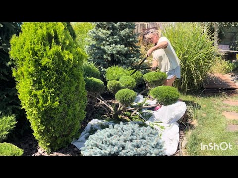 Видео:   Стрижка ниваки из можжевельника🥰и спираль из туи Смарагд 