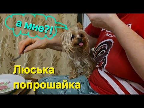Видео: Готовлю минтай в сметане с овощами/Люське курочка