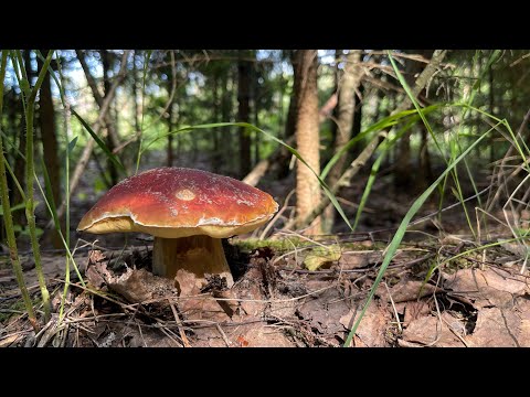 Видео: Грибной сезон 2025!!! Продолжение Мега волны!!! Вышли все грибы лета!!!